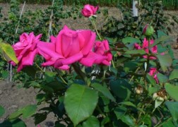 Teahibrid rózsa / Belange